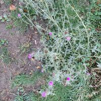 Flora