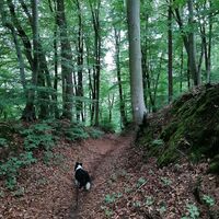 Rund um den "Hohen Kopf"