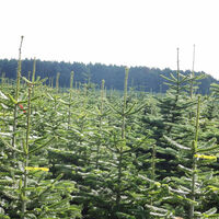 Tannenbäume am NORDPFAD Hinzel