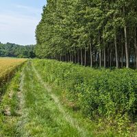 Weg zwischen Feldern und Pappeln