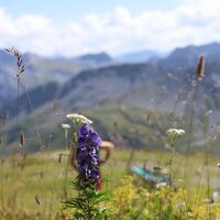 Aussicht vom Hörnli