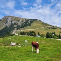 Schafbergalpe - Weg Richtung Schafbergspitze