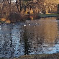 Enten im Englischen Garten