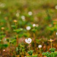 Vegetation des Moores