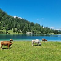 Seebensee mit Kuehe im Vordergrund