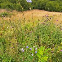 Flora: Blumenwiese beim Naturparkhaus