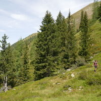 immer öfter verliert sich der Steig in der Vegetation