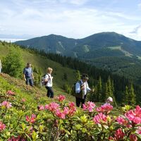 Hirscheggeralm zur Almrauschblüte