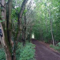 Waldweg am Hansaweg nahe Bismarckturm Bad Salzuflen
