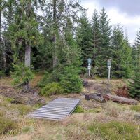 Grenzübergang, Weiterweg rechts durch Jungwald