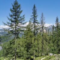 Wanderweg hinab nach Hallstatt