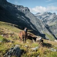 Auf dem Abstieg zur Tschingelenalp
