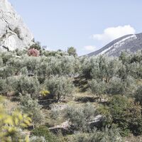 Die Olivenplantage von Arco