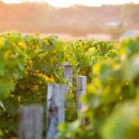 Château Latour-Martillac 4 - OTM 2020