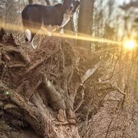 Hund am Räuberweg