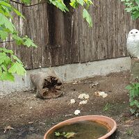 Schneeeule