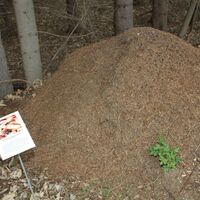 Ameisenhaufen am Naturlehrpfad
