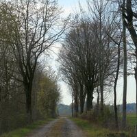 Lübeln - Straßenbaumallee