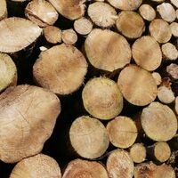 Holzstapel