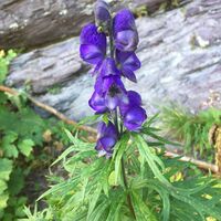 blauer Rittersporn