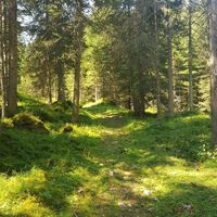 Waldweg am Stoderzinken