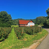 Schwarzwaldhaus mit Obstplantage