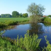 Rötekuhlen und Laubfrosch