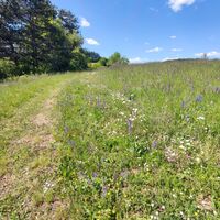 NaturaTrail bunte Trockenwiese