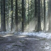 Waldweg bei St. Märgen