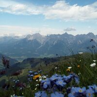 Blick Steinernes Meer mit Blumen