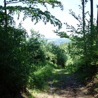 Hohlweg im Wald hoch