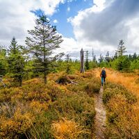 Mittelweg am Kaltenbronn