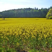 Rapsfeld mit Ansitz