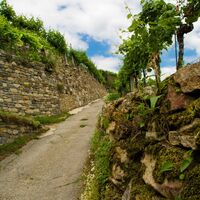 Steinterrassen in der Wachau