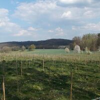 Springer Feld