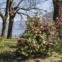 Parco delle Camelie Locarno