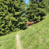 8.9 km Pferde am Trail
