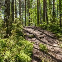 Waldweg
