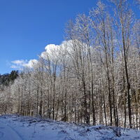 die feinen Blätter angeschneit wirken wie Kristalle auf den Bäumen