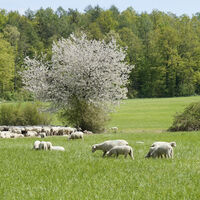 friedliche Landidylle