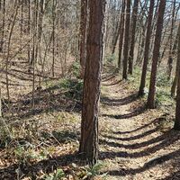 Schöner Singletrail parallel zur Straße Richtung Heiligenkreuz