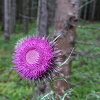 Flora