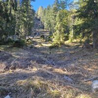 Schneise nach oben, hier gehts hinauf.