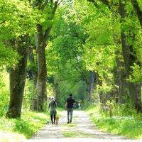 Die Eichenallee, geschätzt von Spaziergängern, genauso wie von hungrigem Rot- und Schwarzwild.
