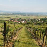 Weingartenansicht / Alpenvorland