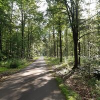 Waldweg bei Grimme