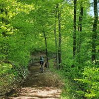 Radfahren auf dem bewaldeten Hochplateau