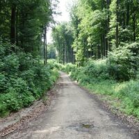 Am Weg Richtung Eichenhain