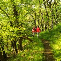 Naturnaher Wanderweg beim Naturschutzgebiet Wartekopf