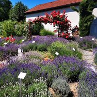 Herrliche Düfte im Lavendelschaugarten in Unterdürnbach